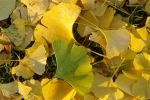 2008_Blaetter-ginkgo