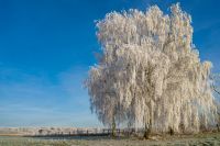 b_200_150_16777215_0_0_images_stories_fotos_BaumdesMonats_AltenroxelBirke03.jpg