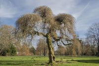 b_200_150_16777215_0_0_images_stories_fotos_BaumdesMonats_BckeburgSchnurbaum02.jpg