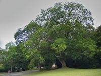 b_200_150_16777215_0_0_images_stories_fotos_BaumdesMonats_BochumStadtparkSchnurbaum001.jpg