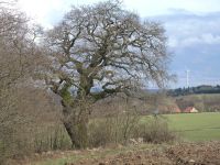 b_200_150_16777215_0_0_images_stories_fotos_BaumdesMonats_EicheTennsiplatzOberhambach02.jpg