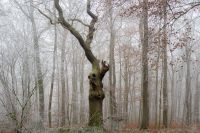 b_200_150_16777215_0_0_images_stories_fotos_BaumdesMonats_PC210011bearb.jpg
