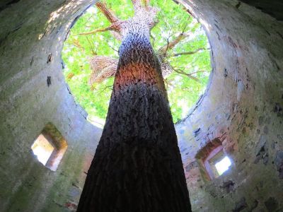 b_400_0_16777215_0_0_images_stories_fotos_BaumdesMonats_Eicheim-TurmVirnsberg3.jpg