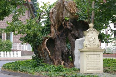 b_400_0_16777215_0_0_images_stories_fotos_BaumdesMonats_MarienlindeTelgte03.jpg