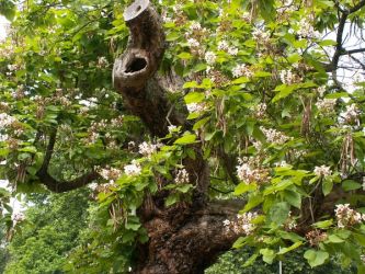 b_400_250_16777215_0_0_images_stories_fotos_BaumdesMonats_20060712003BlueteCatalpa.jpg