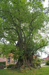 2009_0613-126-Guelitz-ULme-Habitus