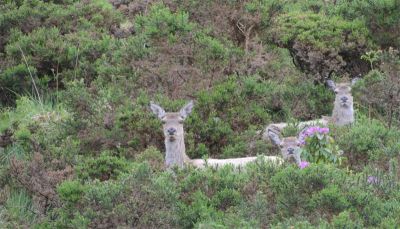 2011_0518-395Holly-Rehe