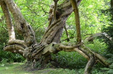 b_400_250_16777215_0_0_images_stories_fotos_BaumdesMonats_2011_KreisRE-Hert-Catalpa.jpg