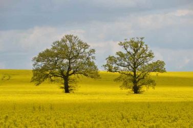 2012-UK-Bowthorpe-DSC_7989