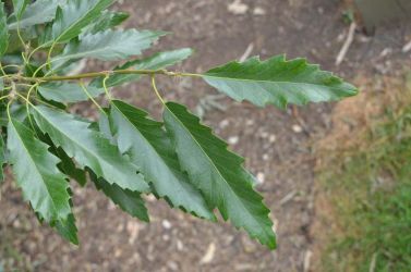 2013-UK-Kew-Quercus-jkast-DSC 4287