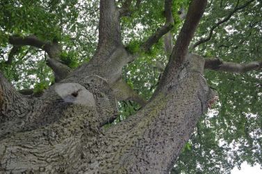 2013-UK-Kew-Quercus-jkast-DSC 4288