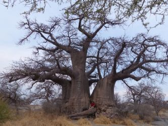 b_400_250_16777215_0_0_images_stories_fotos_BaumdesMonats_BaobabKUDUIsland2017sept02.jpg