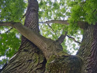 b_400_250_16777215_0_0_images_stories_fotos_BaumdesMonats_BochumStadtparkSchnurbaum004.jpg