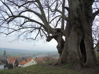 b_400_250_16777215_0_0_images_stories_fotos_BaumdesMonats_Burglinde1Homberg03.jpg