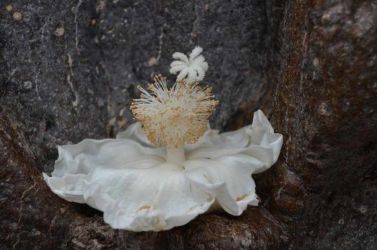 SA-Sunland-Baobab-Bluete-einzeln--dsc-7163