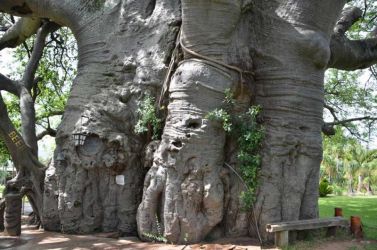 SA-Sunland-Baobab-Eingang---dsc-7958