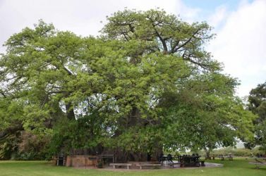 SA-Sunland-Baobab-Habitus-dsc-7954
