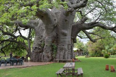 SA-Sunland-Baobab-Plattform-dsc-7987