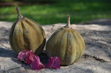 sa-sunland-baobab-frucht-dsc-7303