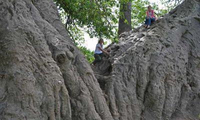 sa-sunland-baobab-im-baum-dsc-7974-schnitt