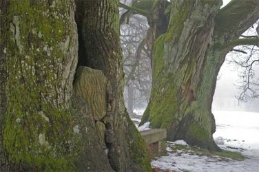 Die Uralt-Eichen im Park .. 600 Jahre mindestens 2011-MVP-Putbus-Eichegr3