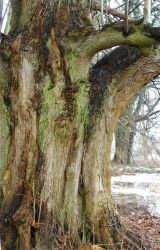 Lt Parkverwaltung eine Hickory-Nuss...500 cm Riese am Puppenmuseum 2011-MVP-Putbus-Hickorynuss