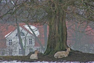 Im Wildgehege ...welche Baumart ?.... 2011-MVP-Putbus-Hirschbaum