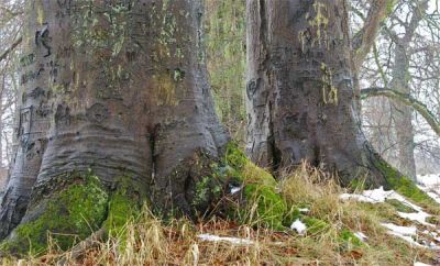 Buchen am Schwanenteich ..400 cm stark 2011-MVP-Putbus-Rotbuche-Ki