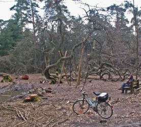 2008_NRW-Haltern-Hexenbuche