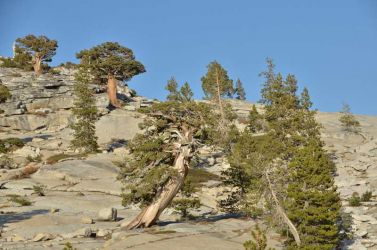 2012-Cal-Yosemite-Olmstedt-habitusvergleich