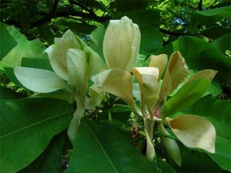 2006_MS-Magnolia-hypoleuca