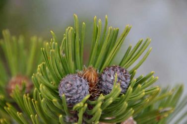 2013-Kalabrien-Monte-Pollino-NP--Nadlen-plus-Fruchtansatz-DSC 2389