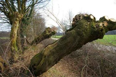 2009_ST-Niederlengerich-Kop