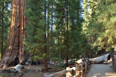 2012-Cal-General-Sherman-Astbruch