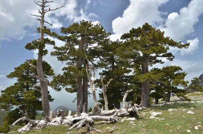 2013-Kalabrien-Monte-Pollino-NP--Gruppe-DSC 2284