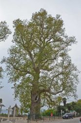 2011-HR-Trsteno-Groeße2
