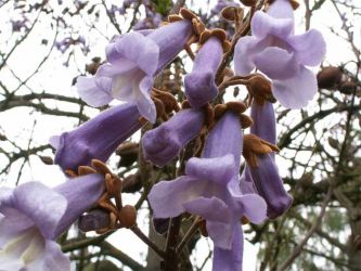 2005_pawlownia