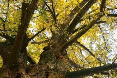 2009_MS-Ginkgo-Ger