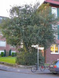 2010_Ilex-Lazarett
