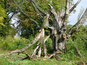 2010_NRW--MS-Boniburgbuche0917-019