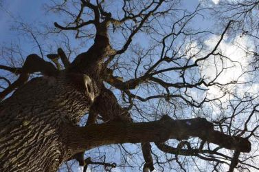2012_NRW-MS-Eiche-Grossekin0804-028