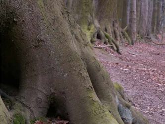 2005_buchen-wall-punkt 10 b 500