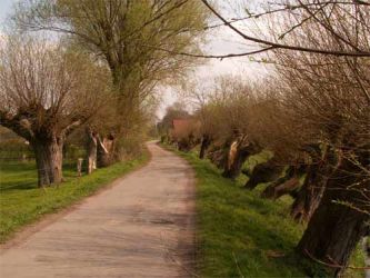 Kopfweidenallee